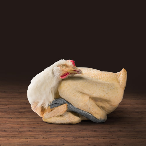 1.4 Poulet import