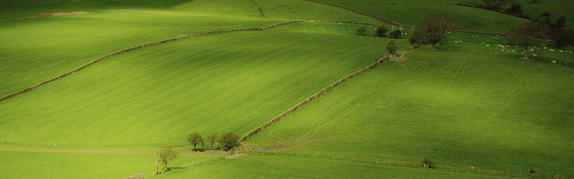verdure_bg.jpg