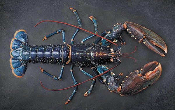 Le homard bleu cru décortiqué surgelé de la Maison Rougié