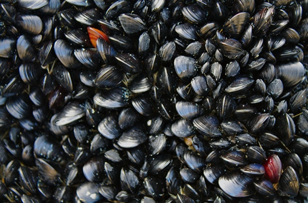 C’est la saison des moules!